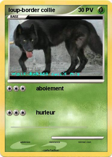 Pokemon loup-border collie
