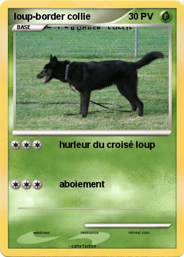 Pokemon loup-border collie