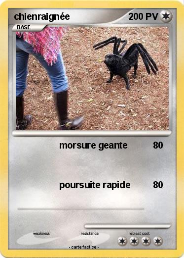 Pokemon chienraignée