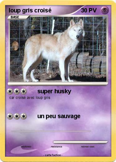 Pokemon loup gris croisé