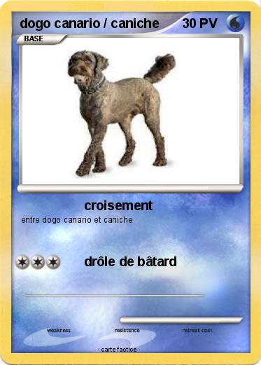 Pokemon dogo canario / caniche