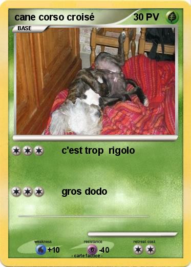 Pokemon cane corso croisé