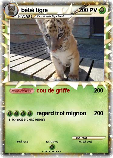 Pokemon bébé tigre