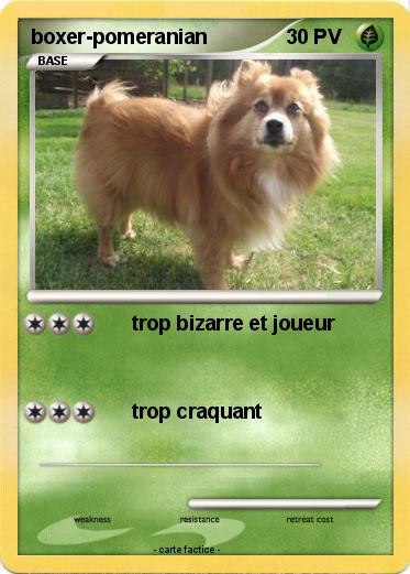Pokemon boxer-pomeranian