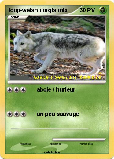 Pokemon loup-welsh corgis mix