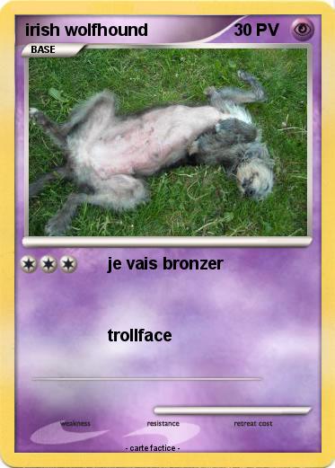 Pokemon irish wolfhound
