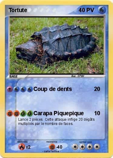 Pokemon Tortute