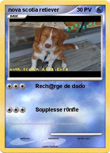 Pokemon nova scotia retiever