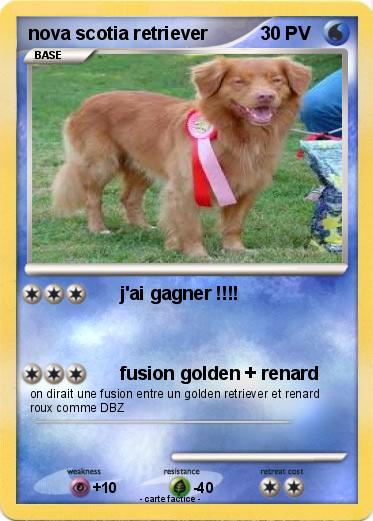 Pokemon nova scotia retriever