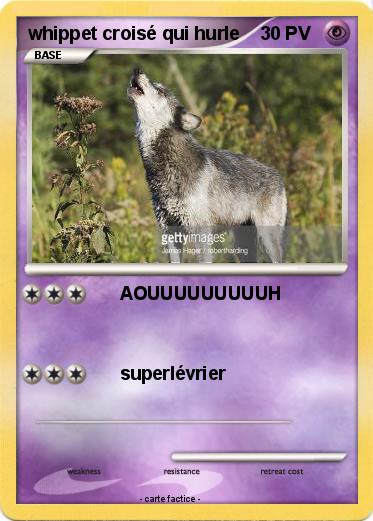 Pokemon whippet croisé qui hurle