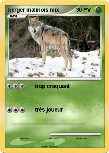 Pokemon berger malinois mix