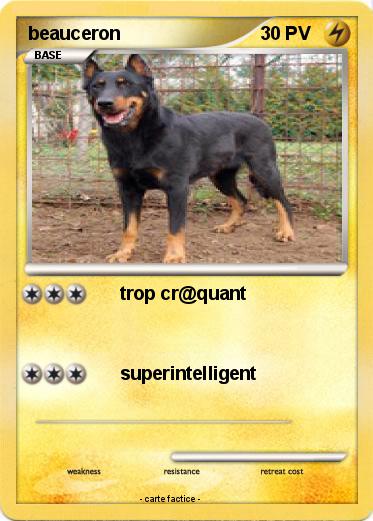 Pokemon beauceron