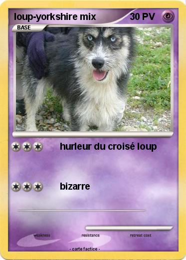 Pokemon loup-yorkshire mix