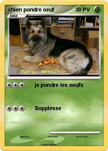 Pokemon chien pondre oeuf