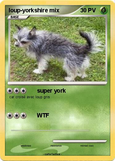 Pokemon loup-yorkshire mix