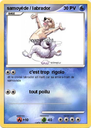Pokemon samoyède / labrador