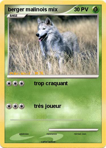 Pokemon berger malinois mix