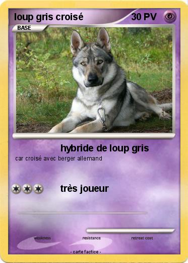 Pokemon loup gris croisé