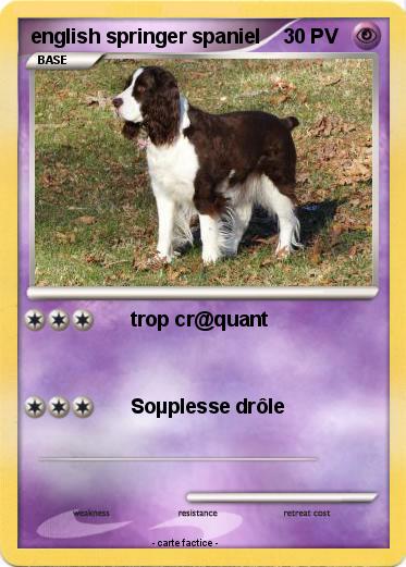 Pokemon english springer spaniel