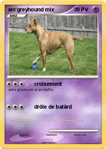 Pokemon am'greyhound mix