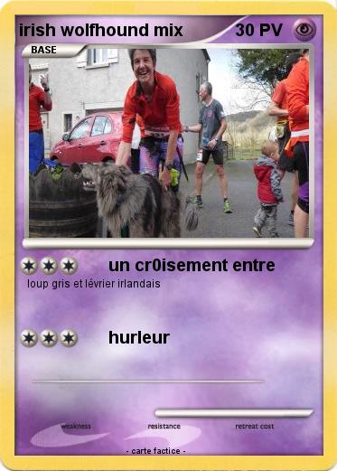 Pokemon irish wolfhound mix