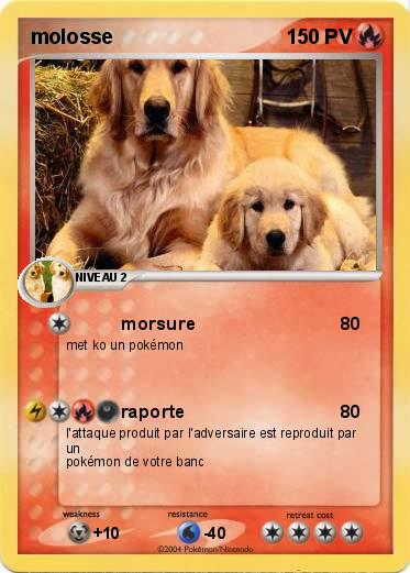 Pokemon molosse