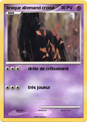 Pokemon braque allemand croisé