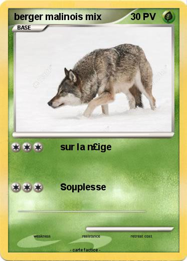 Pokemon berger malinois mix