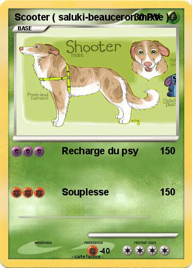 Pokemon Scooter ( saluki-beauceron mixte )
