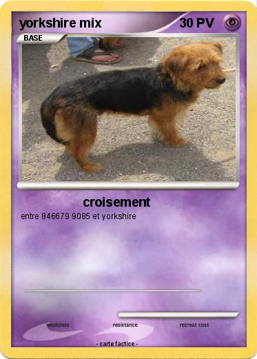 Pokemon yorkshire mix
