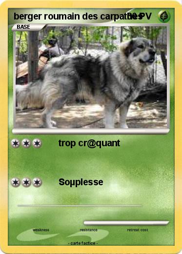 Pokemon berger roumain des carpathes