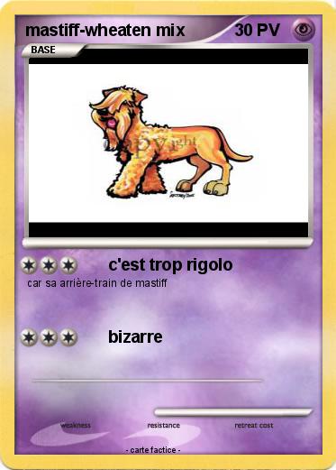 Pokemon mastiff-wheaten mix