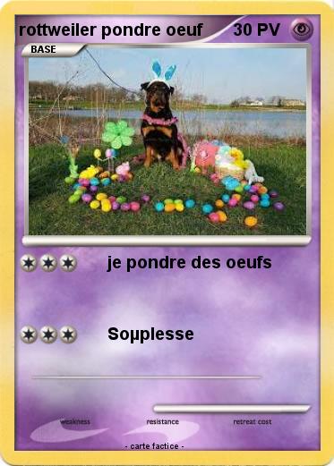 Pokemon rottweiler pondre oeuf