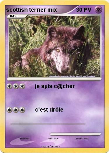 Pokemon scottish terrier mix