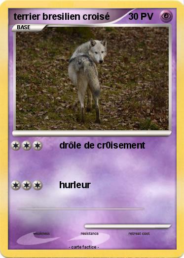 Pokemon terrier bresilien croisé