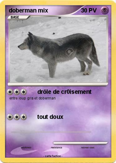 Pokemon doberman mix