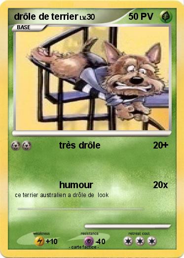 Pokemon drôle de terrier