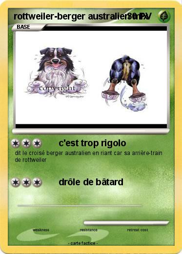 Pokemon rottweiler-berger australien mix