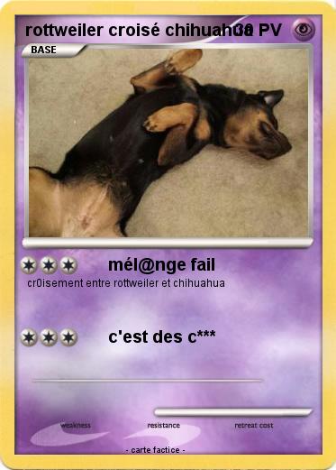 Pokemon rottweiler croisé chihuahua
