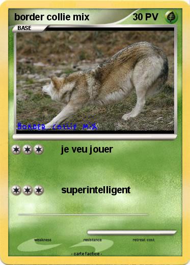 Pokemon border collie mix