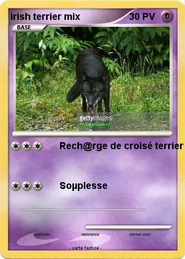 Pokemon irish terrier mix