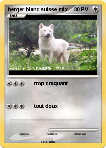 Pokemon berger blanc suisse mix