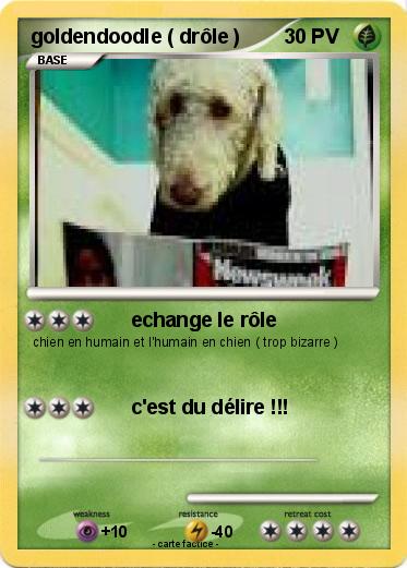 Pokemon goldendoodle ( drôle )