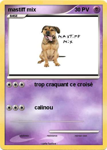 Pokemon mastiff mix