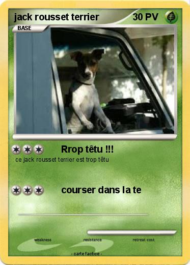 Pokemon jack rousset terrier