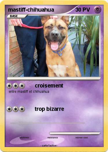Pokemon mastiff-chihuahua