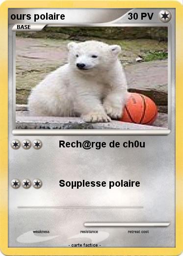 Pokemon ours polaire