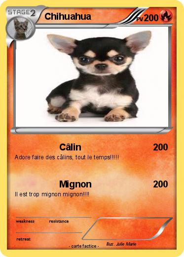 Pokemon Chihuahua