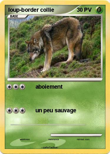 Pokemon loup-border collie