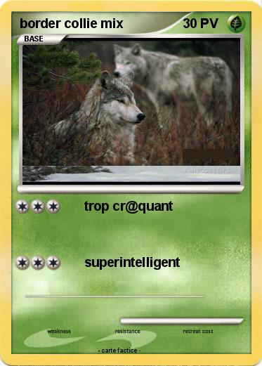 Pokemon border collie mix